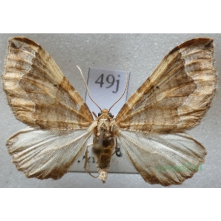 Pelurga comitata (Linnaeus, 1758) Paśnik maczyniak Czech49j